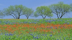 Flowers Texas Parks fields Wildflowers Bluebonnet