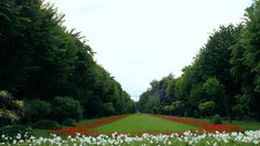 Flowers Trees cityscapes Bucuresti