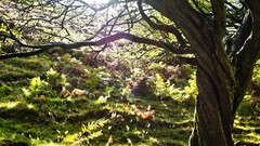 Flowers Trees Green Carding Mill Valley