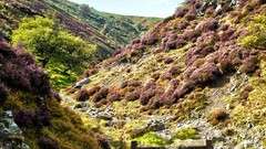 Flowers Trees Green Carding Mill Valley