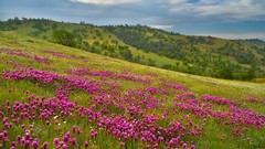Flowers Trees hills California clover cluster