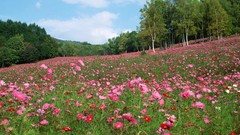 Flowers Trees Japan meadows spring cosmos flower