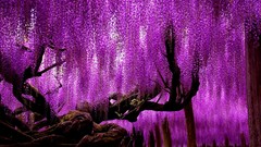 Flowers Trees Japan Parks wisteria