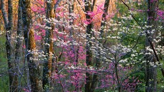 Flowers Trees panorama Virginia forests dogwood