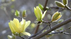Flowers Trees spring buds
