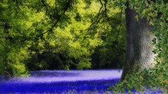 Flowers Trees United Kingdom bluebells blue flowers