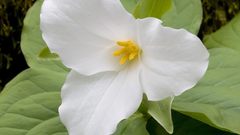 Flowers trillium Lilies white
