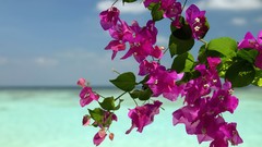 Flowers tropical bougainvillea
