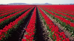 Flowers tulips farms