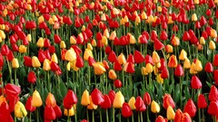 Flowers tulips infinity