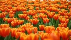 Flowers tulips orange flowers