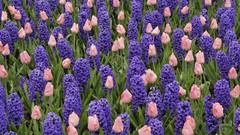 Flowers tulips pink flowers purple flowers fields hyacinths