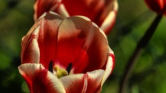 Flowers tulips Poland HDR Photography Wrocław