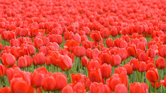 Flowers tulips red flowers