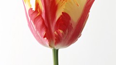 Flowers tulips Simple Background T28