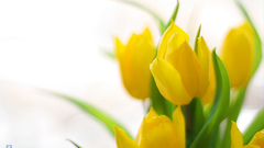 Flowers tulips white background
