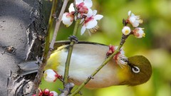 Flowers twig Birds blurred background japanese white-eye