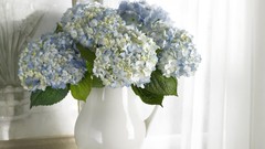 Flowers vases hydrangea