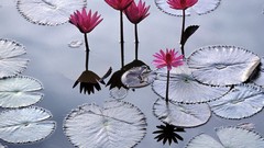 Flowers Viet Nam lotus flower imperial city