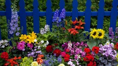 Flowers Washington picket fence