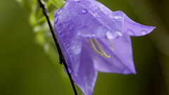 Flowers water drops bougainvillea