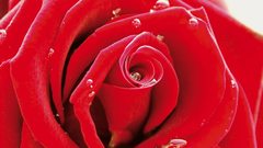 Flowers water drops macro