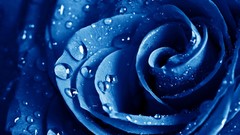 Flowers water drops macro