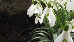 Flowers water drops snowdrops