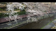 Flowers water Japan spring cherry blossoms flowered trees