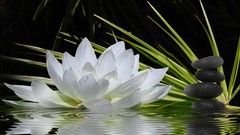 Flowers Water Lilies jootix lily pads