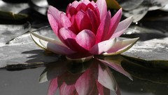 Flowers Water Lilies pink flowers lily pads