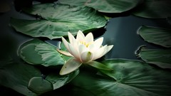 Flowers Water Lilies white flowers lily pads