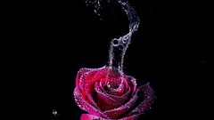Flowers water roses Vitaly S Alexius slow motion