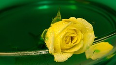Flowers water water drops yellow flowers Yellow Rose