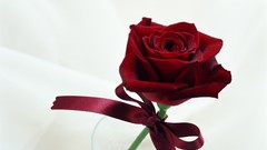 Flowers white award Gifts reward wrapping present Trophy PRIZE 