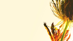 Flowers white background