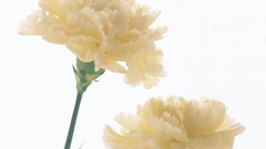 Flowers white background carnations