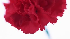 Flowers white background carnations