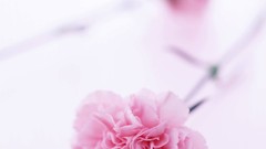 Flowers white background carnations