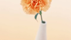 Flowers white background carnations