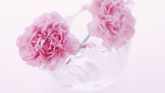 Flowers white background carnations