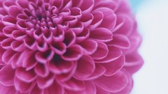 Flowers white background dahlias