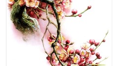 Flowers white background illustrations yunnan Zeng Xiao Lian