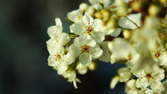 Flowers white flowers