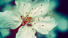 Flowers white flowers