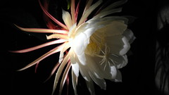 Flowers white flowers