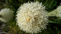Flowers white flowers allium