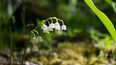 Flowers white flowers bokeh lily of the valley