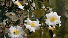 Flowers white flowers camellias