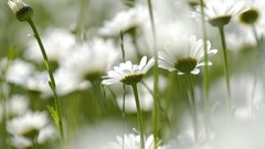 Flowers white flowers chamomile
